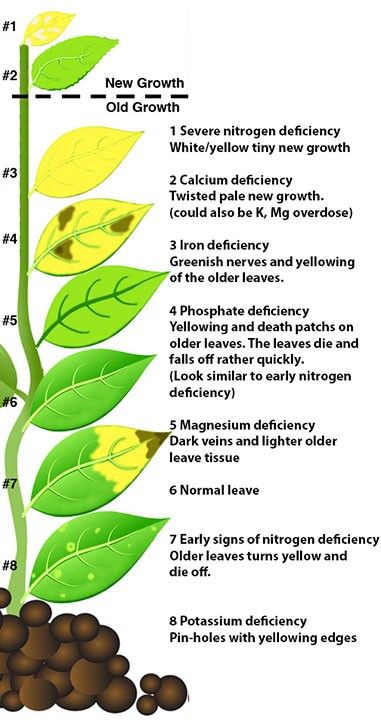 Cheat Sheet for Plant Nutrients Growing Vegetables, Organic Gardening Tips, Organic Gardening, Flora, Plant Deficiencies, Plant Nutrients, Plant Health, Hydroponics, Hydroponic Growing