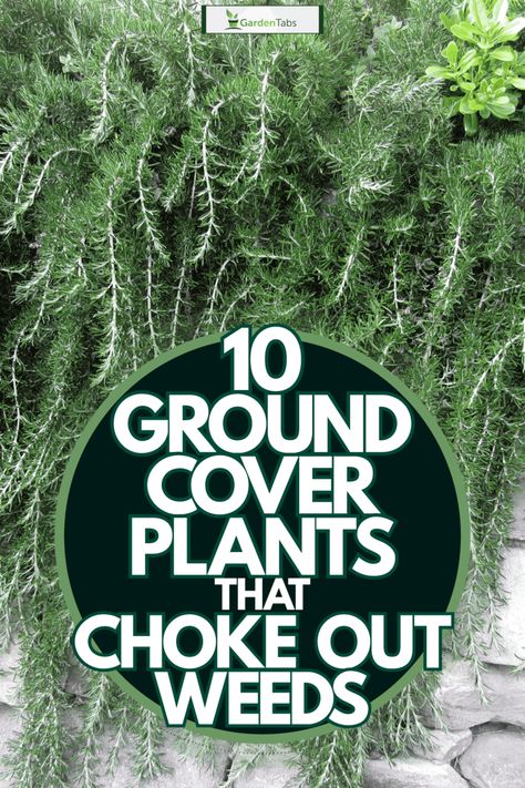 10 Ground Cover Plants That Choke Out Weeds - Garden Tabs Outdoor, Gardening, Ground Cover Plants Shade, Evergreen Ground Cover Plants, Ground Cover Plants, Succulent Ground Cover, Best Ground Cover Plants, Ground Cover Flowers, Perennial Ground Cover