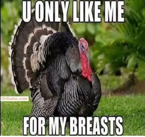 40+ Funny Happy Thanksgiving Day Memes 2020 - Guide 4 Moms Funny Memes, Thanksgiving, Funny Turkey Pictures, Funny Thanksgiving, Funny Happy, Funny Thanksgiving Pictures, Thanksgiving Meme, Funny Happy Thanksgiving Images, Thanksgiving Jokes