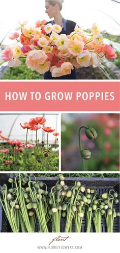 Floral, Garden Types, Outdoor, Growing Poppies, Planting Poppies, Poppy Flower Seeds, Planting Poppy Seeds, Easy To Grow Flowers, Growing Cut Flowers