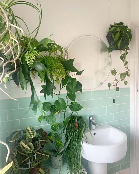18 Best Hanging Plant Ideas For Bathroom That Will Make It Full Of Life | Decor Home Ideas Studio, Design, Home Décor, Bathroom, Décor, Decoration, Natural Texture, Hacks, Hanging