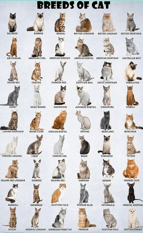 "For all those asking about what breed their cat is, here is a chart to do it yourself:" Types Of Cats Breeds, Singapura Cat, Toyger Cat, Chartreux Cat, Balinese Cat, Tonkinese Cat, Cat Species, Types Of Cats, Foster Kittens