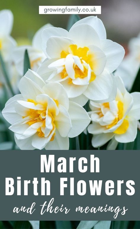 Every month has a birth flower, each with it's own special meaning. Here we take a look at the March birth flower, Daffodils and Jonquils. #flowers #growingfamily Inspiration, Gardening, Nature, Ink, March Birth Flowers, Birth Flowers, Birth Flower, Birth Month Flowers, Month Flowers