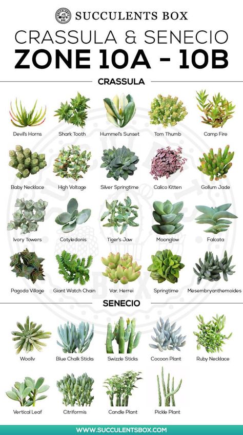 Types of Succulents Zone 10 Planters, Compost, Bunga, Zone 10, Tuin, Plant Life, Types Of Succulents, Cacti And Succulents, Types Of Succulents Plants