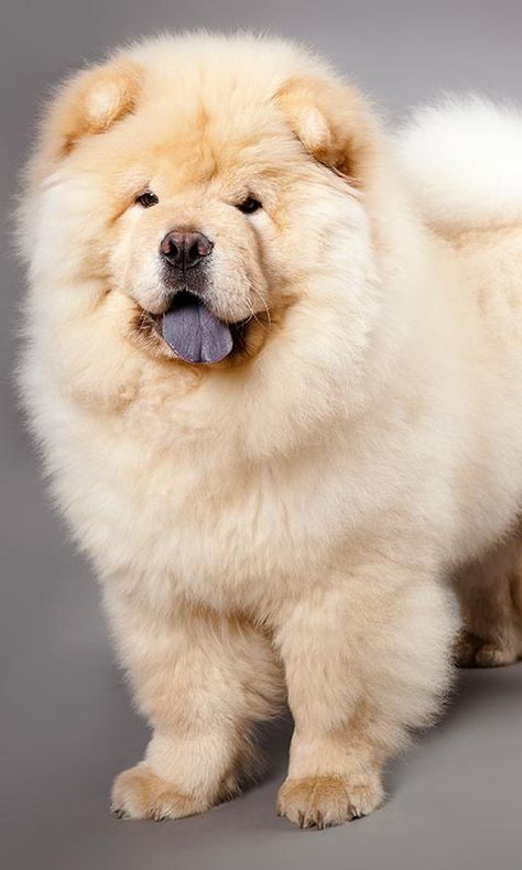 Las razas de perro más raras o menos conocidas - Foto 7 Dog Breeds, Pet Dogs, Dogs, Puppies, Perros, Chau Chau Dog, Chow Dog Breed, Gatos, Chow Chow