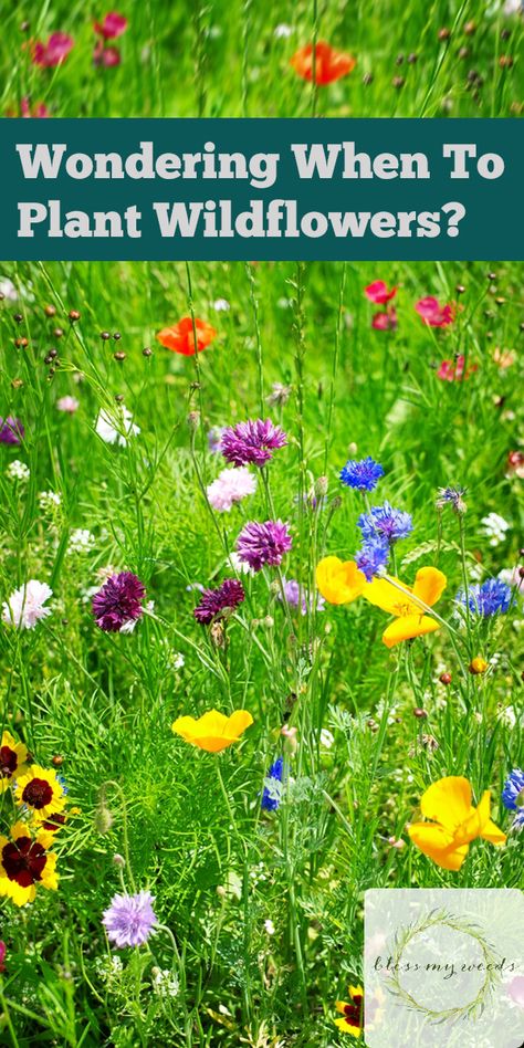 Outdoor, Gardening, Planting Flowers, Nature, Shaded Garden, Grow Wildflowers, Planting Wildflower Seeds In Pots, Growing Flowers, Pollinator Garden