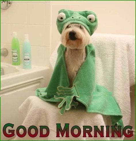 Humour, Good Morning Dog, Cute Good Morning, Funny Good Morning Memes, Cute Good Morning Quotes, Cute Good Morning Images, Funny Good Morning Quotes, Good Morning Funny, Good Morning Funny Pictures