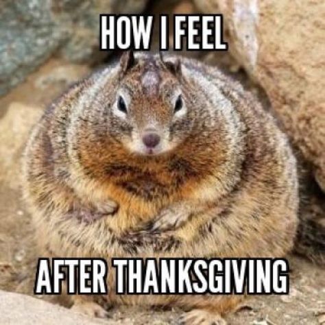 How I feel about overeating after Thanksgiving. Funny Thanksgiving meme Norman, Humour, Squirrel, Thanksgiving, Funny Happy, Hilarious, Chistes, Humor, Buffy