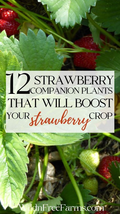 companions plants for strawberries Ideas, Layout, Gardening, Tips, Beginners, Wild, Growing, Hacks, Farming