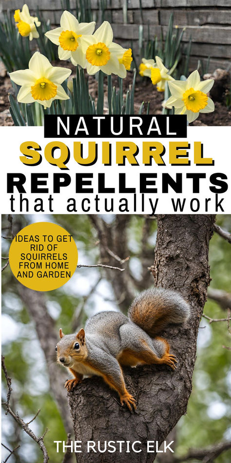 Looking to get rid of squirrels around your home and garden? These natural squirrel repellents really work! From a simple DIY repellent spray to what to plant and do to keep squirrels at bay, we've got you covered with the top tips to repel squirrels. Nature, Squirrel Repellant, Get Rid Of Squirrels, Rat Repellent, Squirrel Proof Garden, Get Rid Of Chipmunks, Repellent Diy, Repellent, Garden Pests