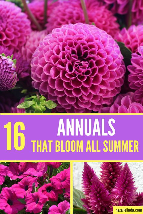 Check out these 16 gorgeous annuals if you're looking for flowers that bloom ALL Summer long and even into Fall! Gardening, Gardening Supplies, Floral, Planting Flowers, Annual Flower Beds, Annual Flowers, Annual Flower Beds Design, Summer Flowers To Plant, Summer Blooming Flowers