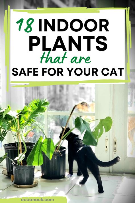 Black cat among indoor potted plants Diy, Safe Plants For Cats, Cat Safe House Plants, Cat Safe Plants, Indoor Plants Pet Friendly, Cat Friendly Plants, Plants Pet Friendly, Houseplants Safe For Cats, Plants For Cats