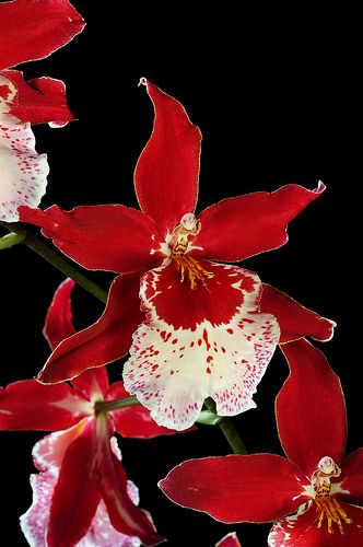 Vuylstekeara Cambria 'Plush' - A Champion Celebrates It's 80th Anniversary | Flickr - Photo Sharing! Tropical Flowers, Flowers, Floral, Flora, Orchid Flower, Orchidaceae, Red Flowers, Beautiful Flowers, Rose