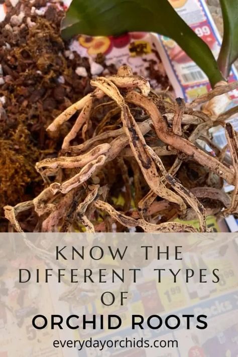 Learn about the different colors and types of orchid roots you may come across when repotting or caring for your orchid. Find out what healthy roots look like compared to unhealthy roots, and what to do if you have root problems. #Orchid #OrchidCare #OrchidRoot Orchid Diseases, Orchid Pests, Orchid Care After Flowering, Orchid Care, Orchid Roots, Orchid Plant Care, Growing Orchids, Types Of Orchids, Phalaenopsis Orchid