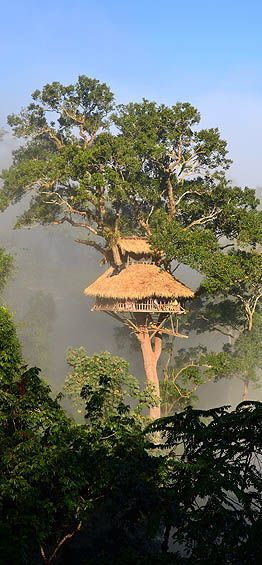 The Gibbon Experience - living in tree tops in Laos, traveling by zipline, dream vacation. Outdoor, Tree Houses, Treehouse Vacations, Treehouses, Tree House Designs, Tree House, Tree Tops, Beautiful Tree Houses, Cool Tree Houses