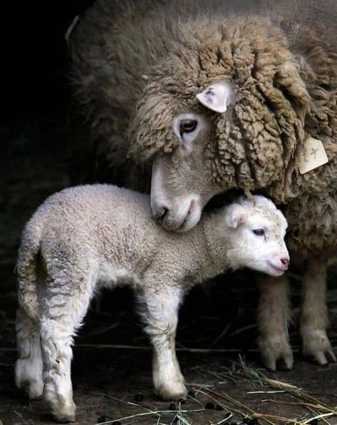 Animal Kingdom, Animals, Mothers Love, Alpacas, Sheep And Lamb, Bear, Terrier, Animals Friends, Animals Wild
