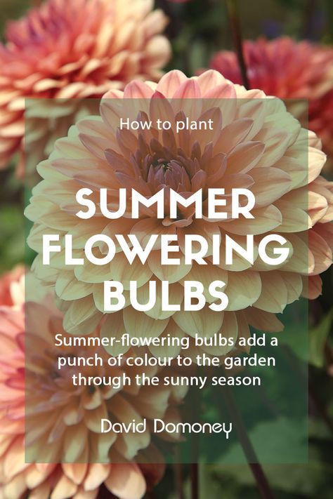 David Domoney's gardening blog to help you get outdoors & garden Gardening, Punch, Summer, Summer Flowering Bulbs, Growing Lilies, Growing Dahlias, Summer Bulbs, Dahlia, Ground Cover Plants