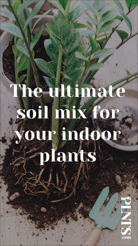 Planting Flowers, Garden Care, Best Soil For Succulents, Garden Soil, Potting Soil, Succulent Soil, Plant Care Houseplant, Indoor Gardening Kit, Best Indoor Plants