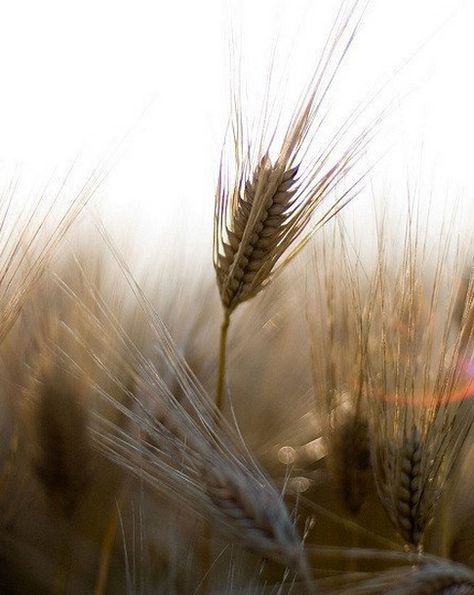 Nature, Nature Photography, Fields Of Gold, Fields, Rustic Photography, Wheat Fields, Fall Decor, Wheat Photos, Landscapes