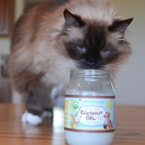 Is Coconut Oil Good for Cats? - Modern Cat Ideas, Cat Health Remedies, Cat Remedies, Natural Cat Remedies, Coconut Oil Cats, Coconut Oil For Cats, Coconut Oil For Dogs, Cat Dandruff, Cat Shampoo