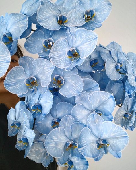 Blue dyed phalaenopsis orchids ! Gorgeous flowers Nature, Decoration, Floral, Inspiration, Phalaenopsis Orchid, Orchid Varieties, Phalaenopsis, Blue Orchids, Blue Orchid Flower