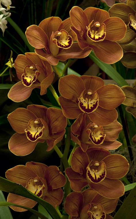 Cymbidium Memoria Vernell Jenzen 'Orange Brown' Cymbidium Orchids, Exotic Orchids, Orchids, Orchid Flower, Beautiful Orchids, Orchid Plants, Lily Flower, Orchid Photography, Bloemen