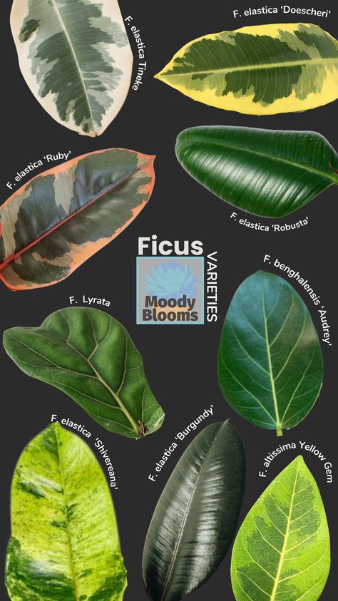 There are many Rubber plant varieties to choose from in the Ficus genus. Most of the common varieties are of Ficus elastica. However a few belong to Ficus altissima or Ficus benghalensis. Ficus is a species in the family Moraceae (Mulberry Family) and native to eastern parts of South and Southeast Asia. Variegated Rubber Plants are definitely some of my favorite all time houseplants. Specifically because they are so beautiful and very low-maintenance. Variegated Rubber Plant, Rubber Plant Varieties, Variegated Plants, Ficus Rubber Plant, Ficus Varieties, Ficus Plant Indoor, Rubber Plant Indoor, Plant Varieties, Ficus Carica