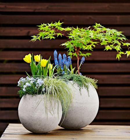 Reimagine the humble concrete garden sphere by flipping it over and transforming it into a planter full of ready-to-bloom spring bulbs. Here's how: http://www.midwestliving.com/garden/container/how-to-make-a-concrete-globe-garden-planter/ Planters, Container Gardening, Organic Gardening, Garden Planters, Garden Containers, Garden Pots, Seasonal Garden, Dish Garden, Garden Projects
