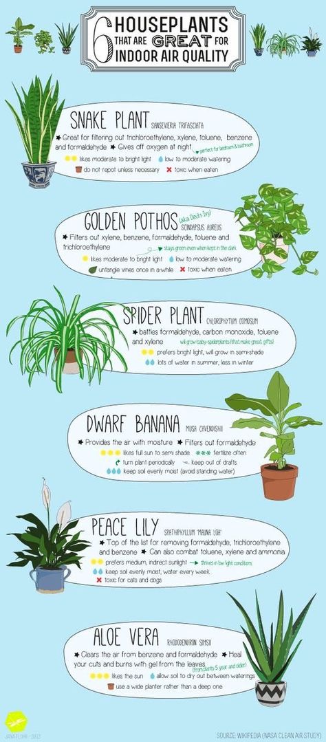 The air we breathe matters but did you know plants can help improve the air in your home? Plants have a far bigger impact than just being a decorative asset and nice to look at.  In fact NASA has compiled a first list of air-filtering plants as part of the NASA Clean Air Study, which researched ways to clean air in spa Gardening, Container Gardening, Flora, Plant Care, Aloe, Aloe Vera, Houseplants Indoor, Indoor Air Quality, Plantas De Interior