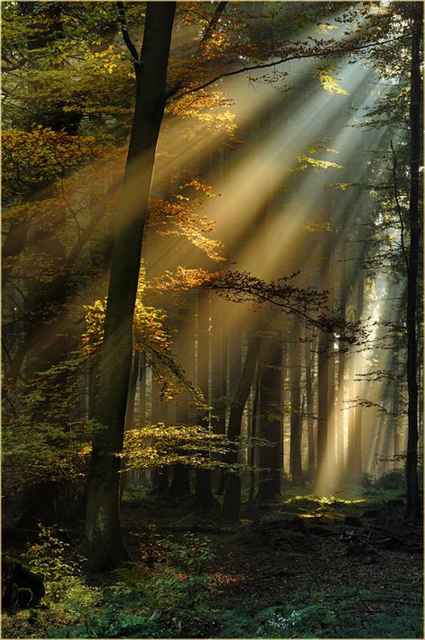 Lichtstrahlen im Eifelwald - Bild & Foto von Ingrid Lamour aus Wald - Fotografie (27166969) | fotocommunity Nature, Beautiful, Resim, Beautiful Pictures, Beautiful Nature, Wald, Fotografie, Beautiful Landscapes, Fotos