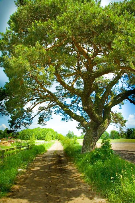 400 year old pine (Celestyn,Malanów, Poland) Amazing Nature, Nature Photography, Nature, Shady Tree, Nature Pictures, Beautiful Nature, Landscape Photos, Tree, Beautiful Landscapes