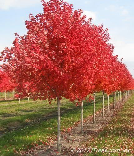 Red Maple Tree, Red Maple, Autumn Garden, Maple Tree Landscape, Maple, Red, October, Red Maple Tree Landscaping, Glory