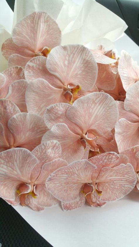 The most stunning dusty pink moth orchids. Surely I am not the only one obsessed with these incredible blooms #phalaenopsis #flowerlove #floristry #beautiful Pink, Flowers, Floral, Floral Arrangements, Flower Power, Pink Orchids, Flower Arrangements, Phalaenopsis Orchid, Beautiful Flowers