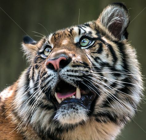 Lions, Tigers, Wild Cats, Animals Wild, Mammals, Tiger, Big Tiger, Animals And Pets, Animal Photography Wildlife