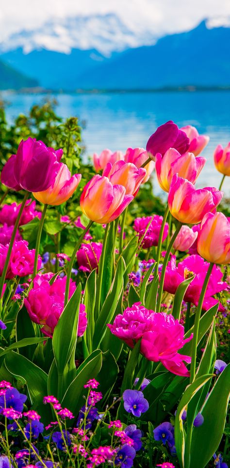 Pink and purple tulips, Flowers on Lake Geneva, with Swiss Alps, Montreux, Switzerland (Europe travel, vacation) Frühling Wallpaper, Purple Tulips, Lovely Flowers, Most Beautiful Flowers, Gardening Supplies, Tulips Flowers, Top 20, Types Of Flowers, Flowers Nature