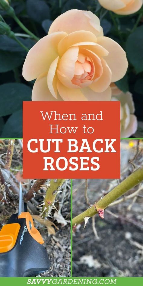 Ideas, Garden Care, Home Décor, Flora, Outdoor, Diy, When To Prune Roses, Pruning Roses Spring, Caring For Rose Bushes