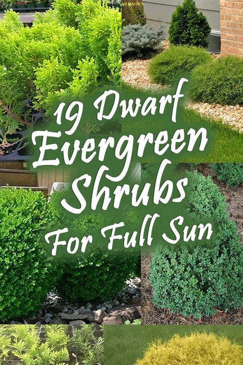 19 Dwarf Evergreen Shrubs For Full Sun - Garden Tabs Façades, Gardening, Inspiration, Design, Exterior, Evergreen Shrubs, Shrubs For Landscaping, Dwarf Evergreen Shrubs, Full Sun Shrubs