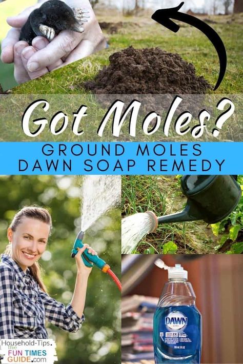 Ideas, Mole, Getting Rid Of Gophers, Mole Repellent, Mole Removal Yard, Getting Rid Of Mice, Repellents, Pest Removal, Moles In Yard