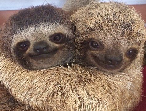 The word “love” is used so often and in so many different ways. This is a great post to read whether you are in a romantic relationship or not! Sloths, Pet Birds, Cute Sloth, Sloth Life, Cute Animal Pictures, Animal Hugs, Sloth