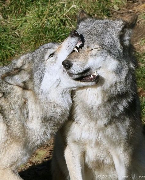 Wolves Acting Like Silly Overgrown Doggos - I Can Has Cheezburger? Husky, Dogs, Dog Love, Wolfdog, Dog Eating, Bad Dog, Wolf Dog, Dog Biting, Wild Dogs