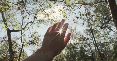 An anonymous person's hand reaches out towards the sky, trees and sunlight during a nature walk through the forest. Hands In The Sky, Reaching Out, Point Of View Shot, Hands Video, Hand Video, Hands Reaching Out, Wellness Selfcare, Forest Bathing, Beautiful Photography Nature