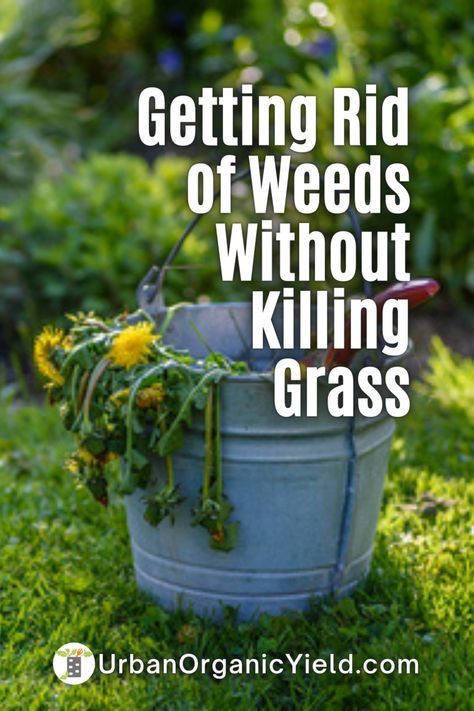 How to get rid of weeds that are in your lawn, landscaping or garden? How do you kill and prevent weeds from coming back? Learn more for tips on how to identify the weeds and how to remove them from your lawn or landscaping. #Landscaping #LawnCare #Lawn #Weeds #Landscaping #Gardening #UrbanOrganicYield Growing Vegetables, Ideas, Gardening, How To Kill Grass, Killing Weeds In Lawn, Weeds In Lawn, Kill Weeds Not Grass, Lawn Care Weeds, Lawn Weeds