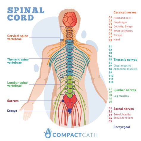 Nclex, Spinal Nerve, Spinal Cord Injury Levels, Spinal Cord Anatomy, Spinal Cord Injury, Spinal Cord, Nerve Anatomy, Nerve Damage, Spinal Cord Injury Nursing