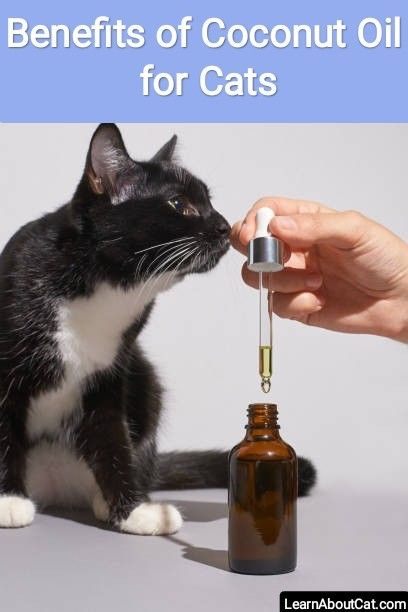 Benefits of Coconut Oil for Cats Coconut Oil, Nutrition, Popular, Nature, Coconut Oil Uses, Coconut Oil For Cats, Fish Oil Benefits, Cat Health, Natural Pet Care