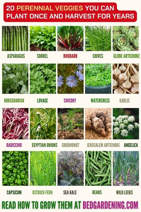 How To Plant A Perennial Garden? Fruits And Veggies That Will Keep Coming Back Year After Year – Slick Garden Fresh, Diy, Vegetable Garden, Gardening, Growing Food, Vegetable Garden Planning, Perennial Vegetables, Small Vegetable Gardens, Veggie Garden