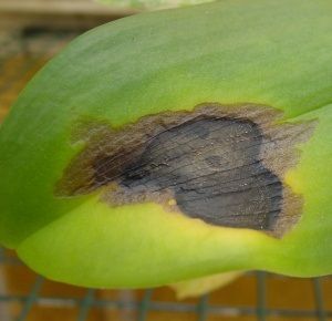 Raising a Phalaenopsis orchid can be very challenging, see this free guide for how to identify and correct a problem. Orchid Diseases, Phalaenopsis, Orchids, Orchid Care, Phalaenopsis Orchid, Types Of Orchids, Orchidaceae, Orchid Plant Care, Plant Care