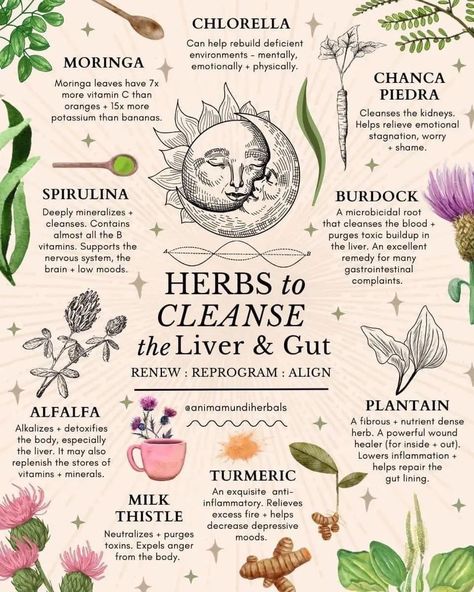 Medicinal Plants, Herbs For Health, Healing Herbs, Medicinal Herbs, Herbal Healing, Herbalism, Herbal Medicine, Herbal Medicine Recipes, Herbal Detox