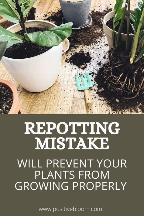Read this article and find out a risky mistake everyone makes when repotting plants, how to avoid it and repot your plants properly. Design, Bugs And Insects, Growing Vegetables, Repotting House Plants Tips, Repotting Plants, Planting Succulents, Household Plants, Planting Herbs, House Plant Care