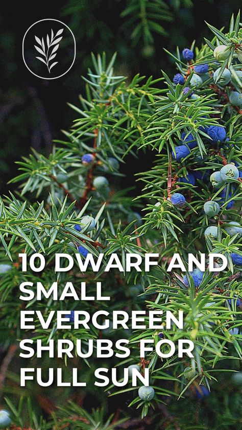 Diy, Dwarf Evergreen Shrubs, Dwarf Evergreen Trees, Dwarf Evergreen Shrubs Full Sun, Small Evergreen Shrubs, Evergreen Shrubs, Evergreen Planters, Dwarf Shrubs, Evergreen Bush