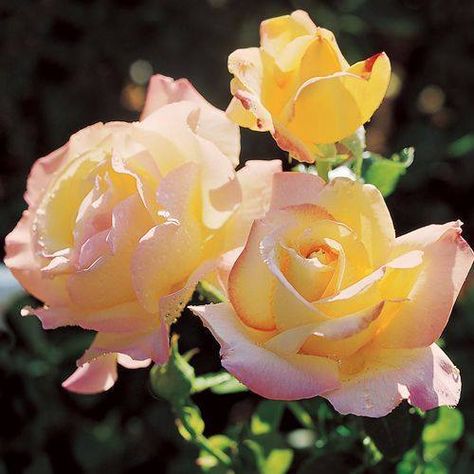 Collection 999 Yellow Roses, Nature, Floral, Rose Bush, Growing Roses, Flower Seeds, Flower Garden, Orchids, Rose Trees